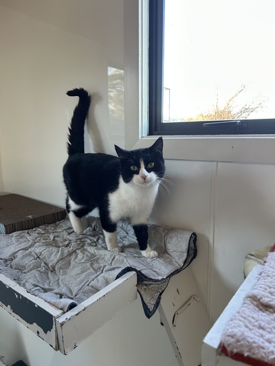 Cactus  - Domestic Short Hair