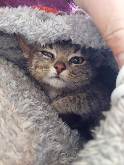 Anise - Domestic Short Hair