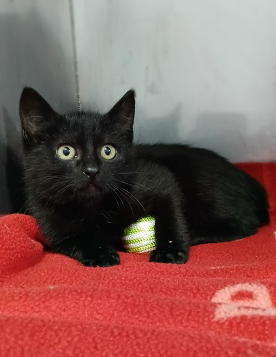 Onyx  - Domestic Short Hair