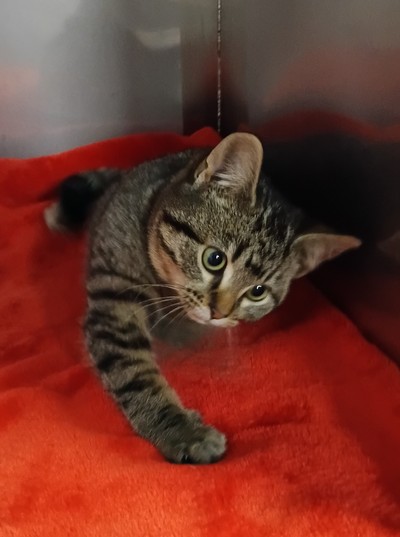 Jayce - Domestic Short Hair