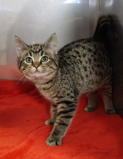 Ekko - Domestic Short Hair