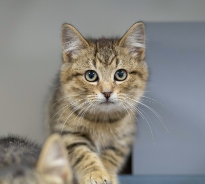 Sully - Domestic Short Hair