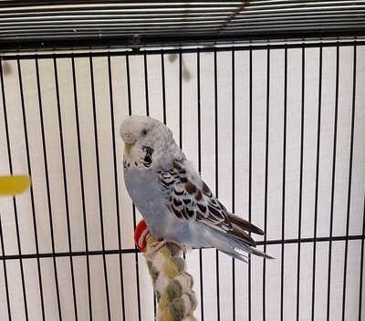 Michael  - Budgie