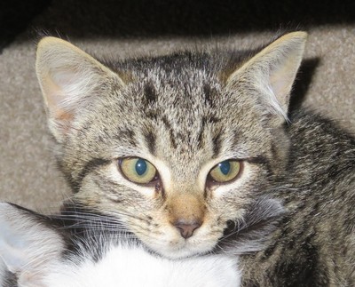 Victoria - Domestic Short Hair