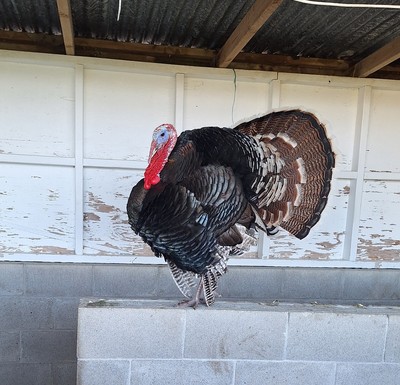 Peanut - Turkey