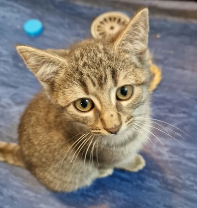 Poe - Domestic Short Hair
