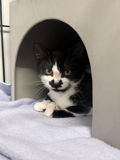 Arthur - Domestic Short Hair