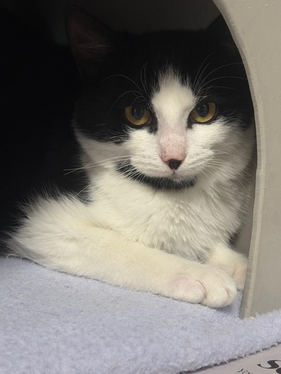 Buster - Domestic Short Hair