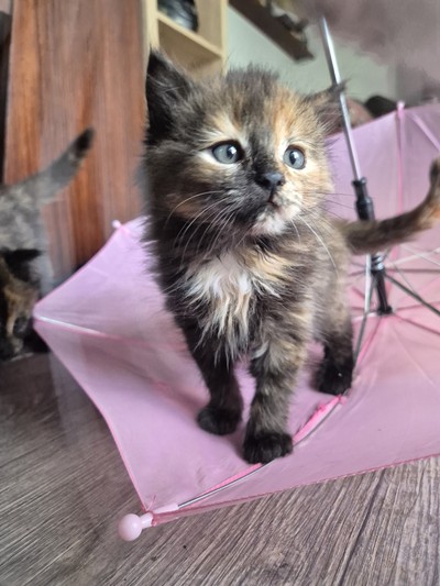 Mary - Domestic Short Hair