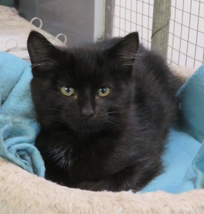 Jules - Domestic Short Hair