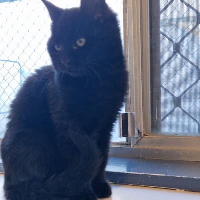 Benton - Domestic Short Hair