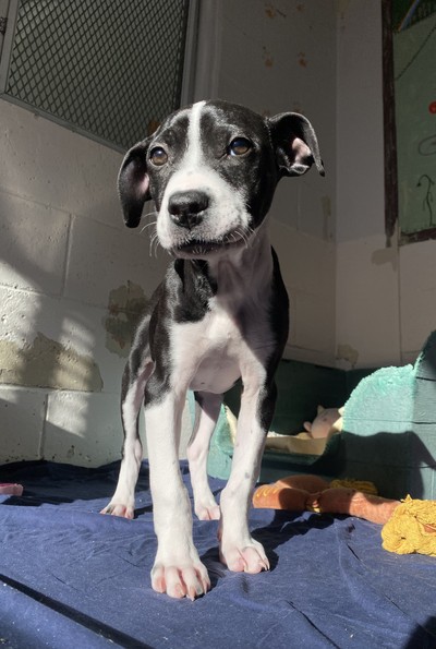 Ivy - Medium Cross Breed
