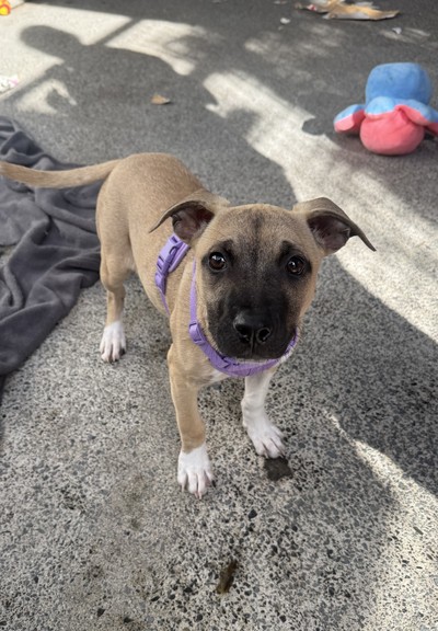 Pickles - Staffy