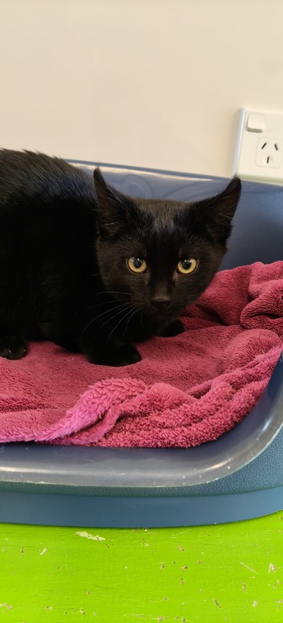 Wade - Domestic Short Hair