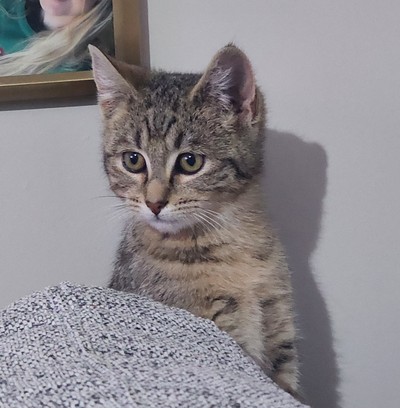 Louie - Domestic Short Hair