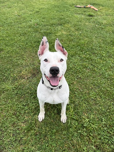 Mo - Medium Cross Breed