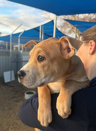 Belle - Medium Cross Breed