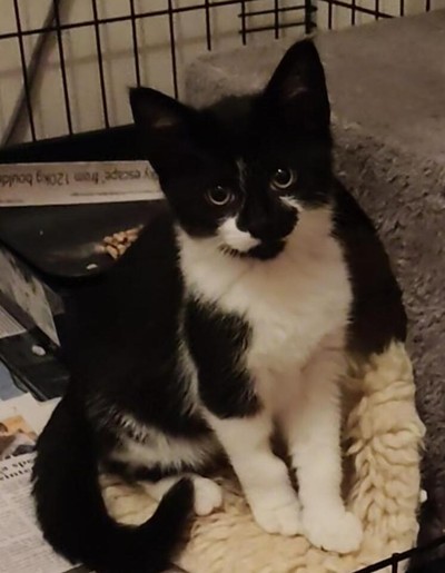 Paul - Domestic Short Hair