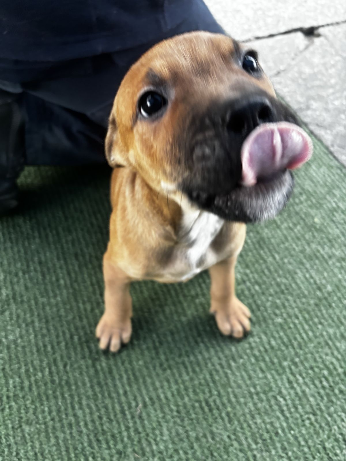 Gallery image: Louie
