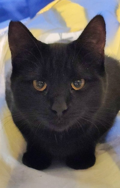 Prickle - Domestic Short Hair