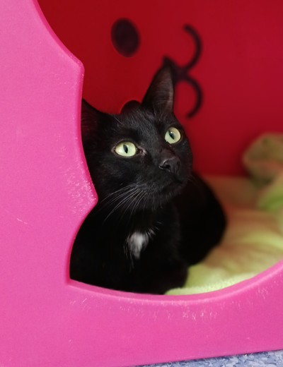 Nico Robin - Domestic Short Hair