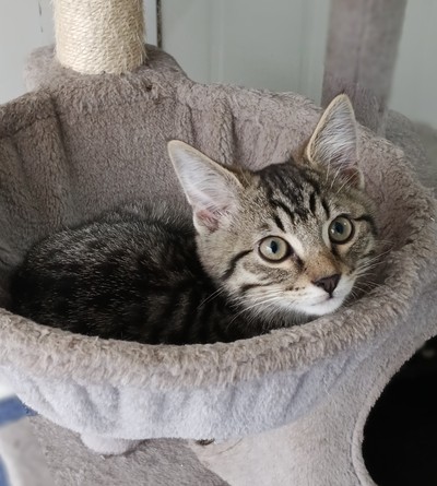 Luffy - Domestic Short Hair