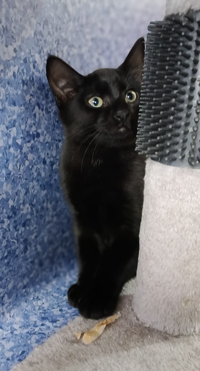 Zorro - Domestic Short Hair