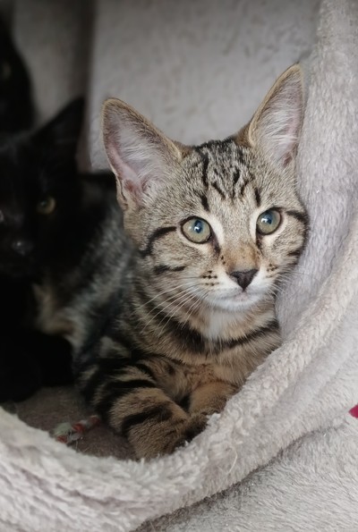 Sanji - Domestic Short Hair