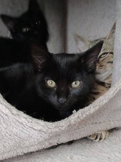 Nami - Domestic Short Hair