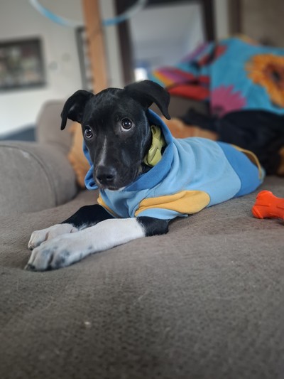 Ross - Staffy