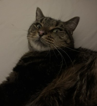 Zoro - Domestic Short Hair