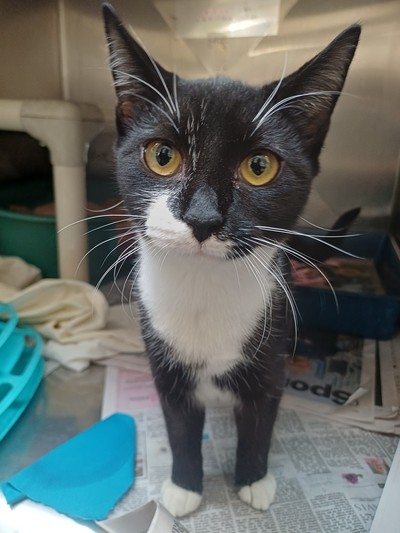 Kylie - Domestic Short Hair