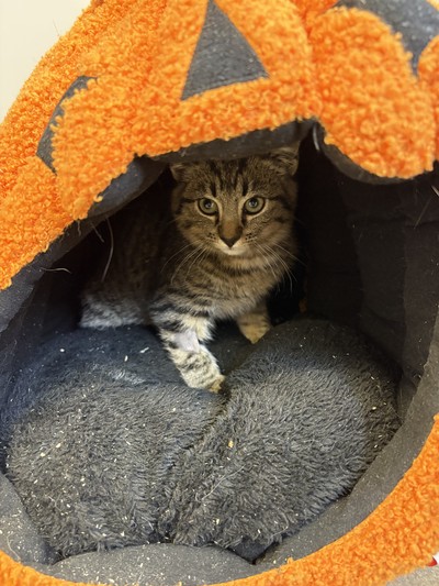 Chex - Domestic Short Hair