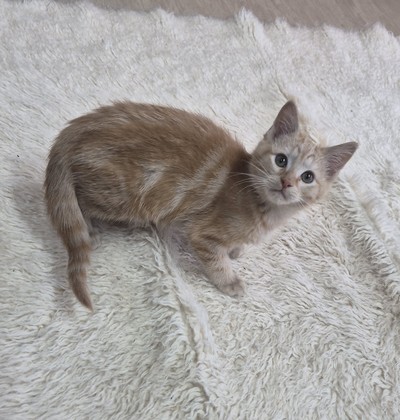 Marmalade - Domestic Short Hair