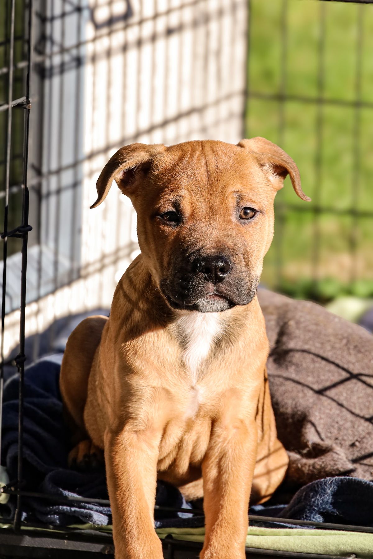 Gallery image: Louie