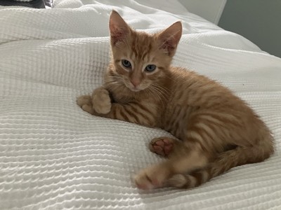 Maple - Domestic Short Hair