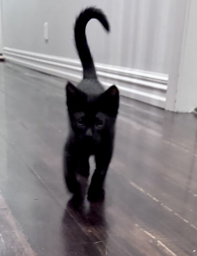 Ash - Domestic Short Hair