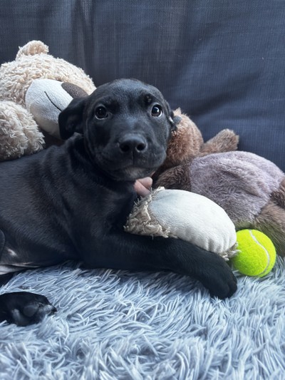 Minkie - Medium Cross Breed