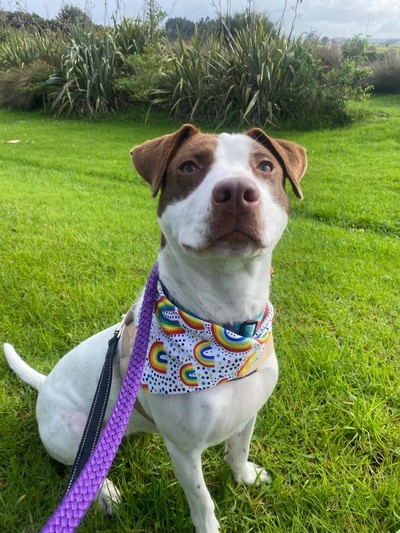 Maddie - Medium Cross Breed