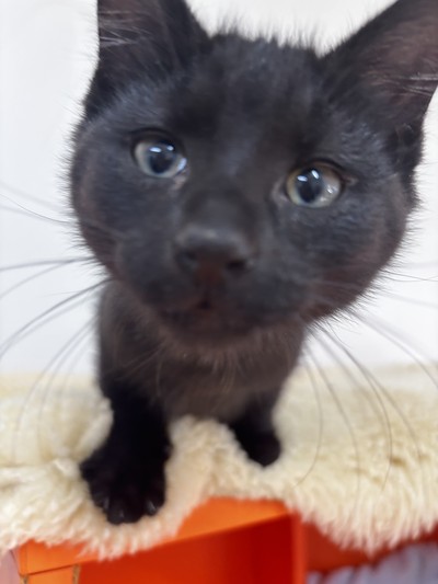 Nero - Domestic Short Hair