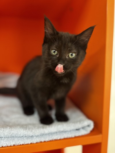 Rosie - Domestic Short Hair