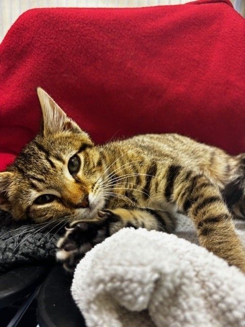 Gallery image: Simba