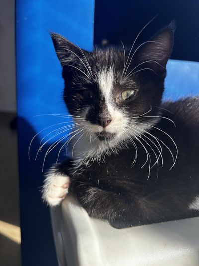 Figaro