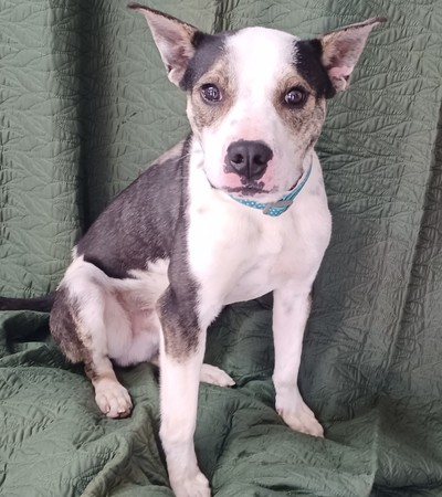 Joey - Medium Cross Breed