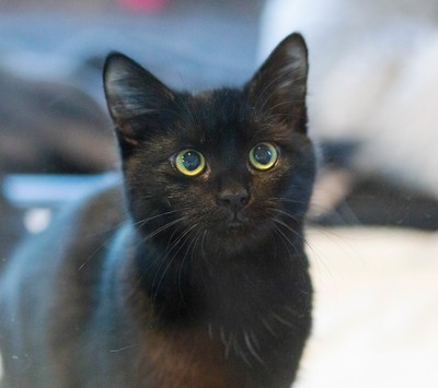 Ollie - Domestic Short Hair