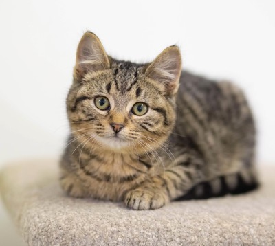 Fletch - Domestic Short Hair