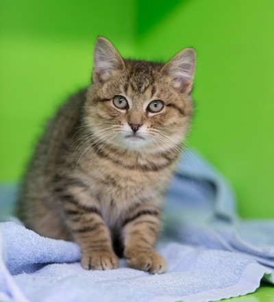Sully - Domestic Short Hair