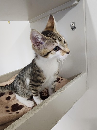 Carrie - Domestic Short Hair