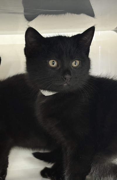 Wren - Domestic Short Hair