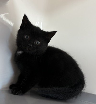 Robin - Domestic Short Hair
